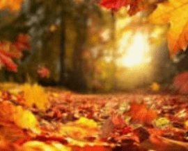 4,090,487 Fall Stock Photos - Free & Royalty-Free Stock ...